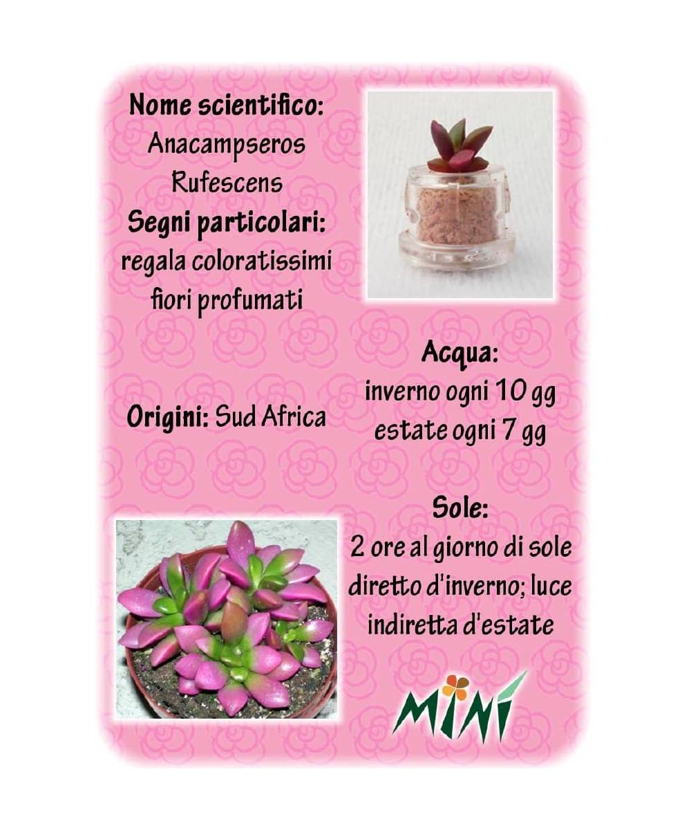 Minì Fun Gioielli Angie - Dolce e romantica, rappresenta l'amore!